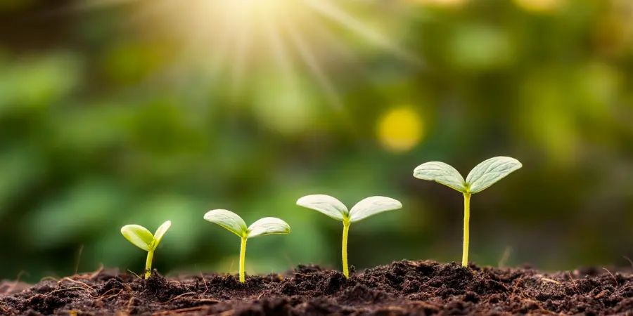 Grow Your Wealth Abroad Seedlings growing in soil symbolising expat wealth growth and global investment opportunities