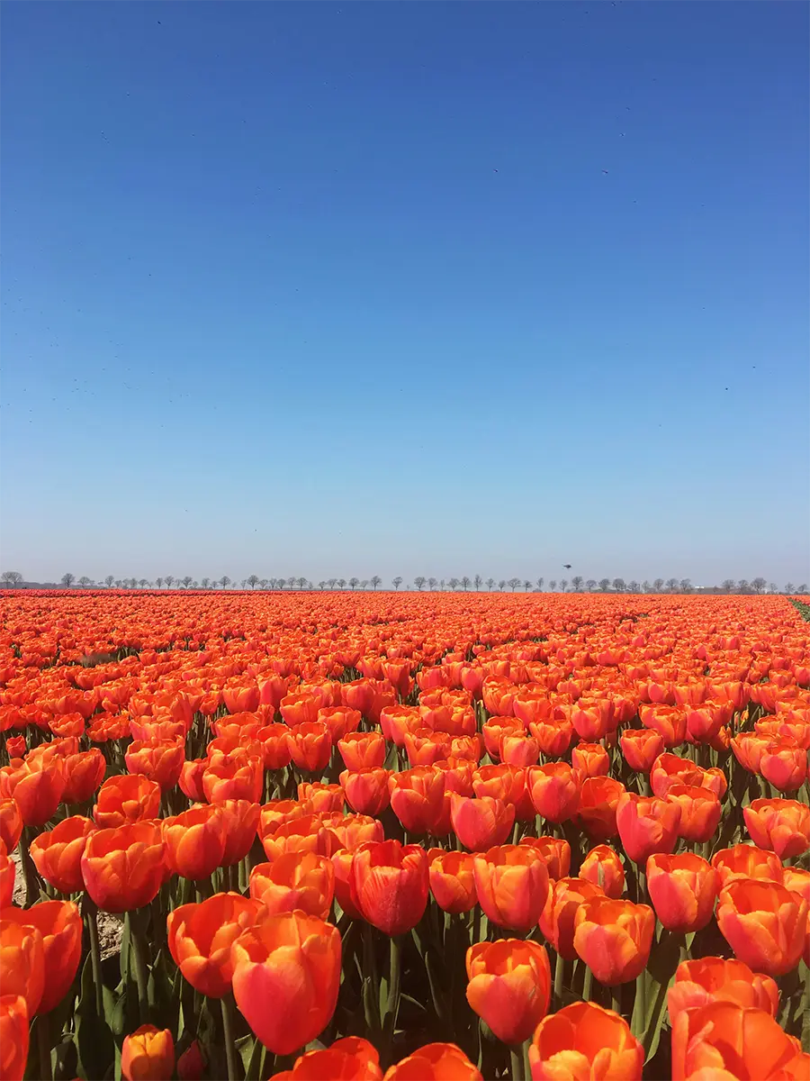 Colourful tulip fields in the Netherlands